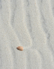 Shell in sand - Atlantic Coast 1