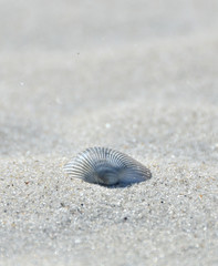 Shell in sand - Atlantic Coast