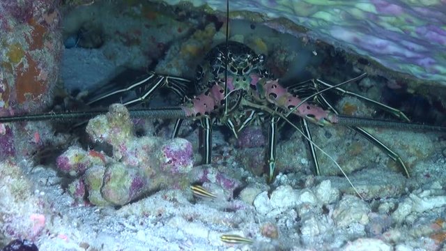  Tropical Rock Lobster (Panulirus ornatus) - Close Up - Tubbataha Reefs, Philippines