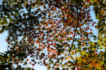 Takatsudo Gorges wrapped in autumn leaves / Takatsudo Gorges is a valley in Takatsudo Omama-machi, Midori-city, Gunma Prefecture, Japan.