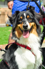 Happy puppy border collie