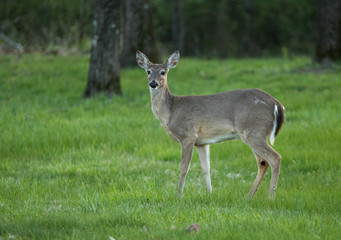 Deer in the grass by the woods edge