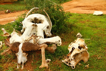 Assorted Safari Animal Skulls Display at Safari Camp