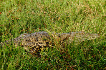 Camouflaged Crocodile