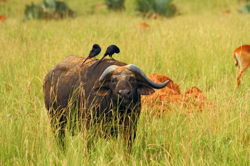Cape Buffalo feeding on the plains