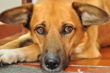 Dingo my friend