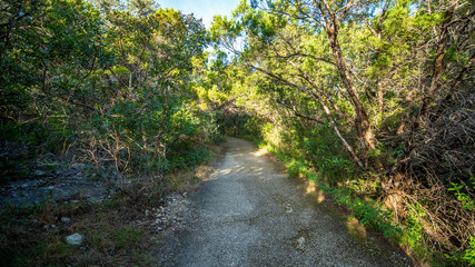Walking trails in a quiet, serene, peaceful forest park with vibrant green trees and vegetation