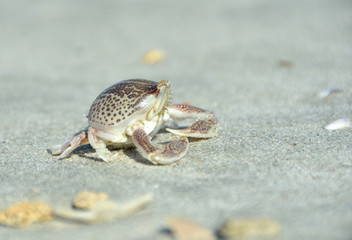 Crab on Beach -Atlantic Coast 