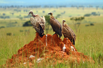 Three Vultures Pooping on a Rock