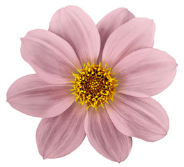 white-pink flower dahlia isolated on white background. For design. Closeup. Nature.