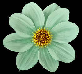 Green flower dahlia isolated on black background. For design. Closeup. Nature. - Powered by Adobe