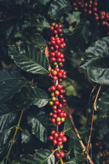 cherry coffee Good quality red coffee beans exuberant coffee tree