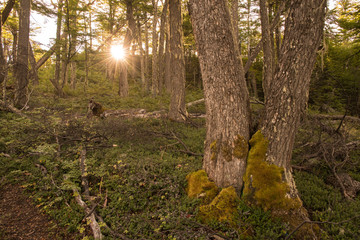 Sun setting behind the horizon shines through the evening forest