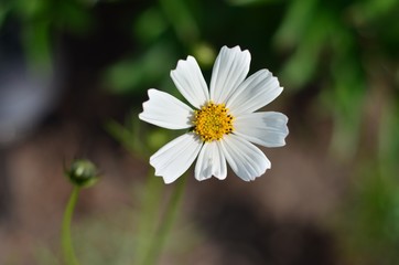 Cosmos bipinnatus