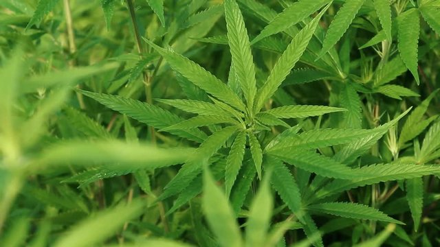 Fans blow the leaves of young hemp plants being grown in a commercial hothouse or greenhouse to produce CDB oil. Indoor farming operations in cold climate. Industrial hemp farming.