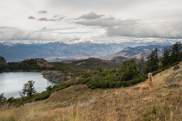 Wild vicuña on the viewpoint above the lake
