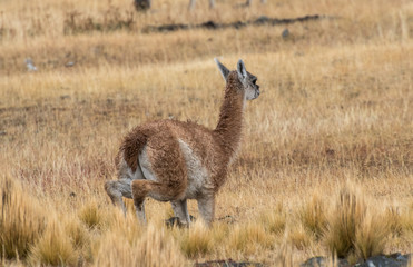 Wild vicu&ntilde;a kneeling on her knees
