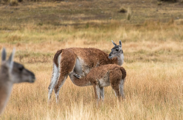 Young wild vicuña sucks milk from his mother