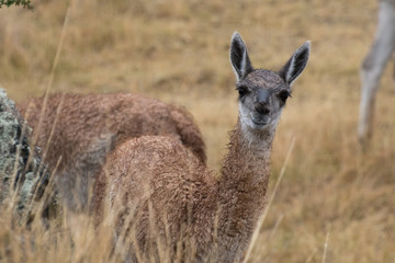 Cute young wild vicuña in Parque Patagonia