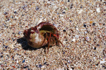 Black sea life