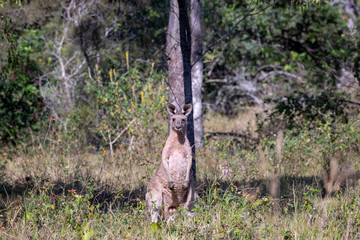 Kangaroo in bushland