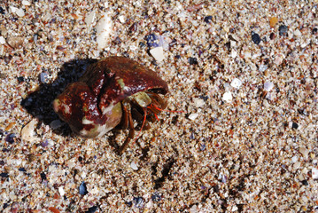 Black sea life