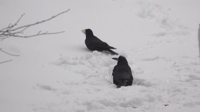 Winter video footage, futage morning snowfall in the city, the crows are looking for food in the snow, cloudy weather