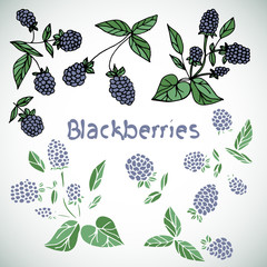 Berry, blackberry. set. Doodle.
