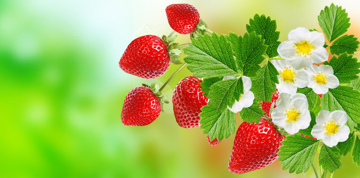freshness red summer strawberries