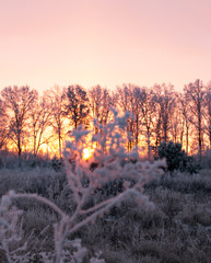 frosty morning dawn