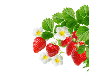 red raw strawberries on white