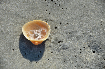 Foaming shell