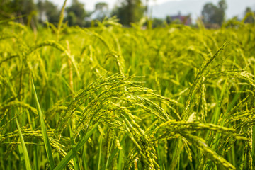 rice field. green field of ripened cereal plants. agriculture