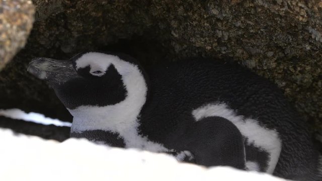 Penguin Hiding Under A Rock.