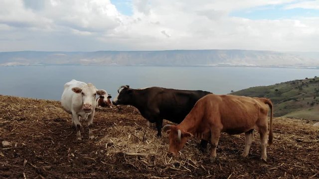Pan Left To Rigth Cow Farm At hill, Big Lake view