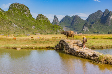 Fototapeta premium Chinese farmer with water buffalo on stone bridge in picturesque valley surrounded by karst limestone hills in Huixian, China.