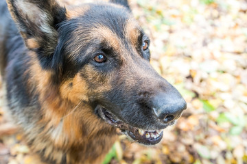 Dog German Shepherd outdoors in an autumn