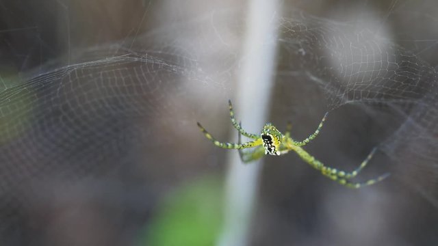 Australian spider on the web,Queensland