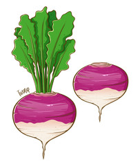 Turnip Fresh Vegetable Hand Drawing
