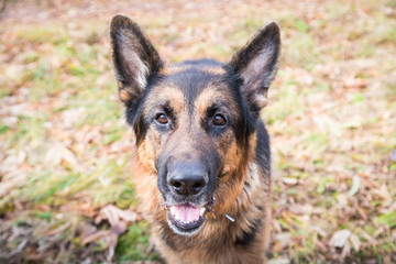 Dog German Shepherd outdoors in an autumn