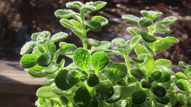 vicks plant herb 