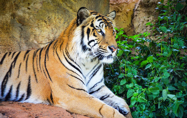 bengal tiger lying on the rock relax on summer day male tiger or royal tiger