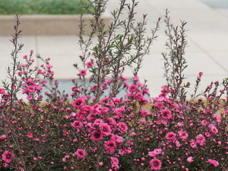日本庭園の冬の花