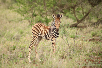 Fototapeta na wymiar African Zebra Calf in a South African game reserve