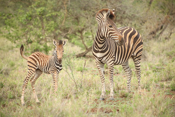 Fototapeta na wymiar African Zebra Mother and Calf in a South African game reserve