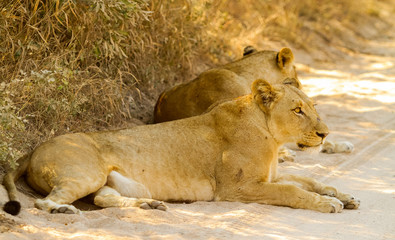 A Pride of African Lions in a Game Reserve