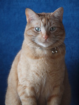 Ginger Cat portrait OLYMPUS DIGITAL CAMERA