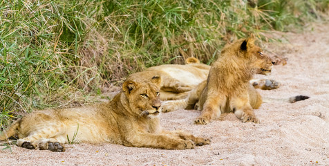 A Pride of African Lions in a Game Reserve