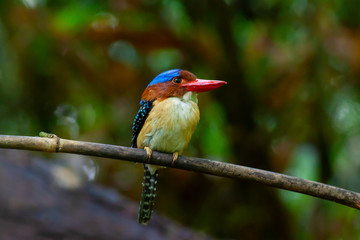 banded kingfisher (male). It is a tree bird found in lowland tropical forests of southeast Asia. It is only member of  genus Lacedo. Male and female adults are very different in plumage..