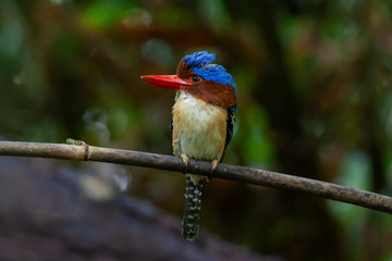 banded kingfisher (male). It is a tree bird found in lowland tropical forests of southeast Asia. It is only member of  genus Lacedo. Male and female adults are very different in plumage..